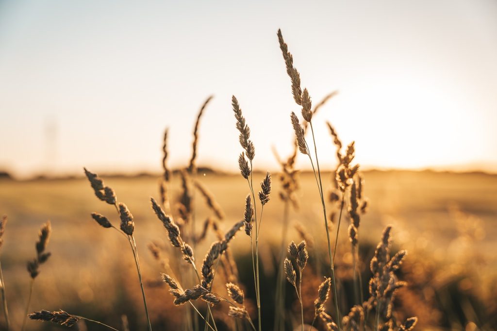 Close-up of tall grasses in a field, softly lit by the golden glow of the setting sun. The background is blurred, highlighting the warm and peaceful atmosphere of the landscape.